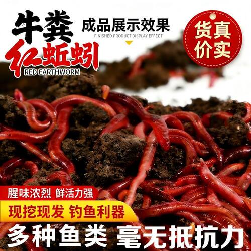 红蚯蚓活体 钓鱼饵料活饵 散装盒装批发