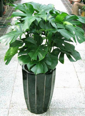 龟背竹盆栽水培春羽室内客厅花卉大型绿植吸甲醛净化空气植物花卉