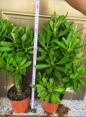 霸王鞭盆栽 龙骨植物 仙人柱 金刚杵 量天尺 刺金刚植物盆栽