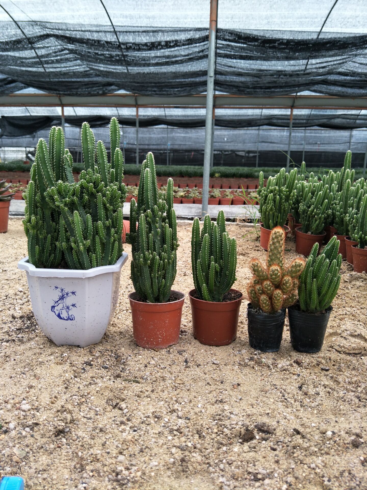 万重山金手指仙人掌桌面多肉植物