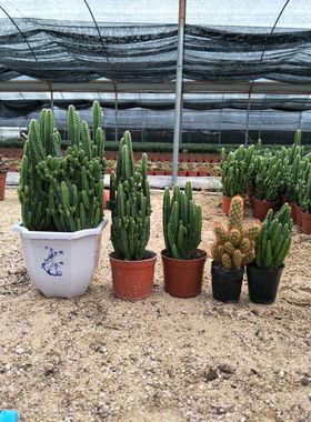 万重山多肉植物金手指仙人掌盆栽仙人柱超大群室内办公室桌面绿植