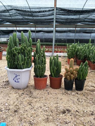 万重山金手指仙人掌桌面多肉植物