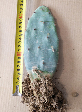 仙人掌盆栽嫁接蟹爪兰开花令箭荷花叶片苗食用美容黄大刺植物包邮