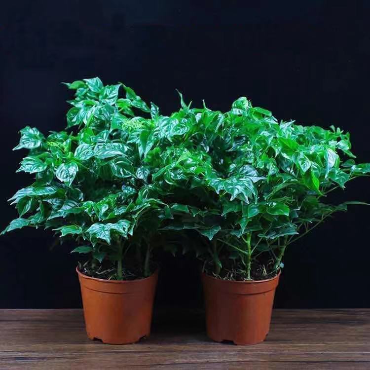 幸福树平安树四季长青室内摆桌办公室客厅盆栽绿植盆景四季好养活