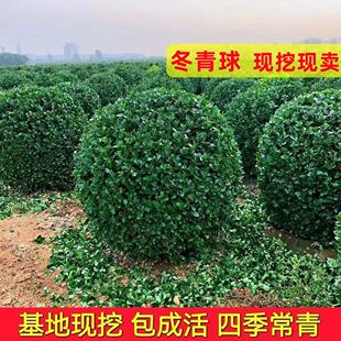大叶冬青球四季常青地栽耐寒黄杨球植物花卉球型庭院围墙篱笆树绿