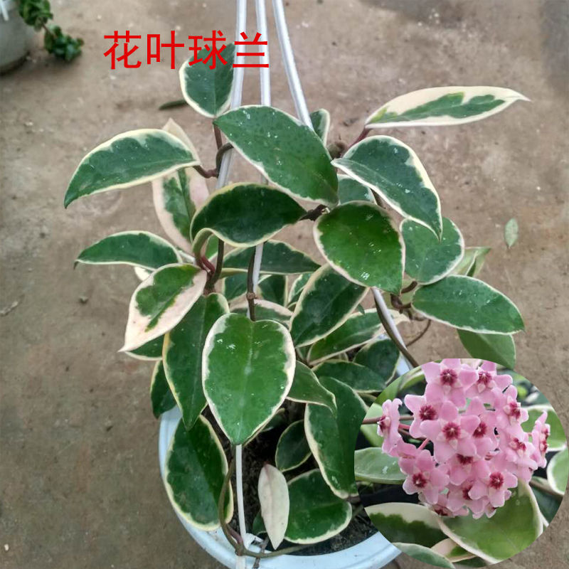 花叶球兰盆栽金边秋兰锦叶球兰垂吊开花爬藤植物整盆发货包邮
