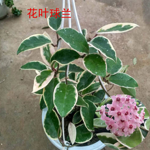 花叶金边爬藤整盆发货包邮球兰