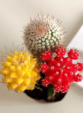 彩色仙人球盆栽三组合室内桌面防辐射仙人球组合套餐吉祥三宝植物