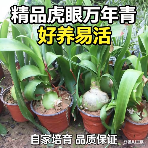 有杀死癌细胞的功效虎眼万年青盆栽