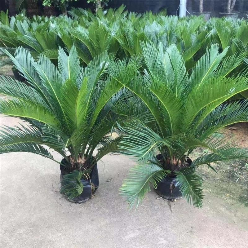 铁树盆栽植物大型室外盆景室内铁树苗公母苏铁大门镇宅旺财植物