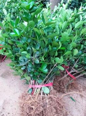 卫矛苗 卫矛树苗 庭院绿化苗耐寒四季常青 园林工程绿化苗