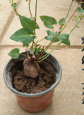 何首乌盆栽盆景阳台室内观叶植物何首乌野生种植苗可食用爬藤植物