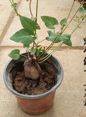 何首乌阳台室内观叶野生种植苗