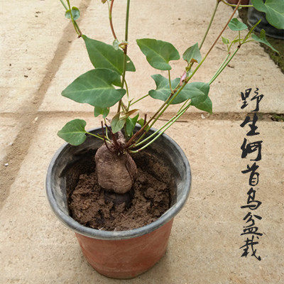 何首乌盆栽盆景阳台室内观叶植物何首乌野生种植苗可食用爬藤植物