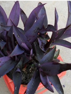 室外室内花卉绿植盆栽 紫竹梅 紫叶吊兰阳台紫罗兰 吊兰水培植物