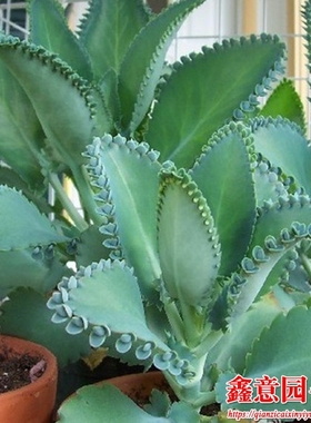 多肉植落地生根净化空气防辐射不死鸟办公室植物室内花卉