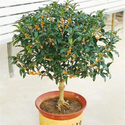 桂花球苗日香桂四季常青开花盆栽别墅庭院耐寒耐旱南北可种好养