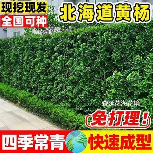 冬青树苗北海道黄杨庭院绿篱笆墙四季常青不落叶好养苗木大叶黄杨