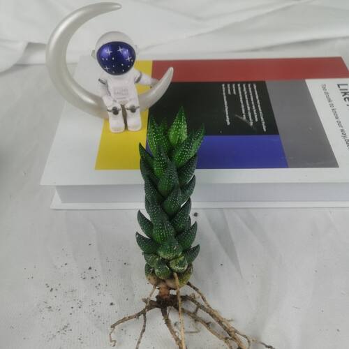 【推荐】节节高九龙宝塔高档多肉植物迷你小盆栽室内阳台客厅好养
