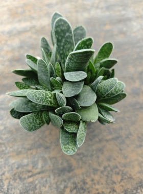 子宝群生招财进宝多肉植物爆盆爆崽群生多头好养室内盆栽花卉