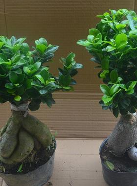 正宗小叶榕苗 小叶榕树树苗 细叶榕苗 长根须 高山榕苗 绿化树苗