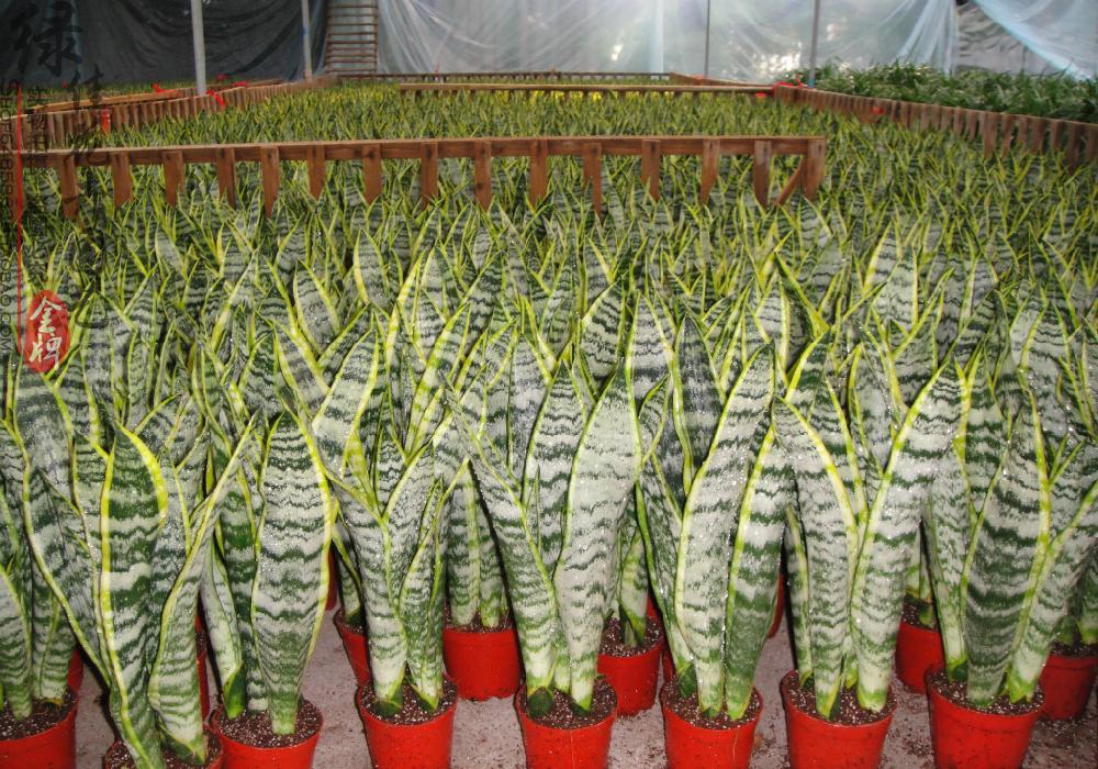 滴水观音小榕树君子兰绿萝吊兰