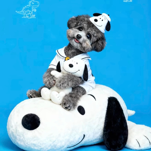 纯种灰泰迪幼犬泰迪狗贵宾犬小型犬长不大飞耳泰迪茶杯犬韩版泰迪