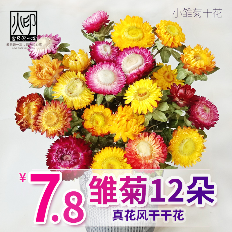 小雏菊真花干花满天星装饰摆件