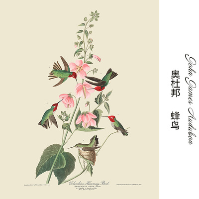 蜂鸟奥杜邦动物画装饰画芯