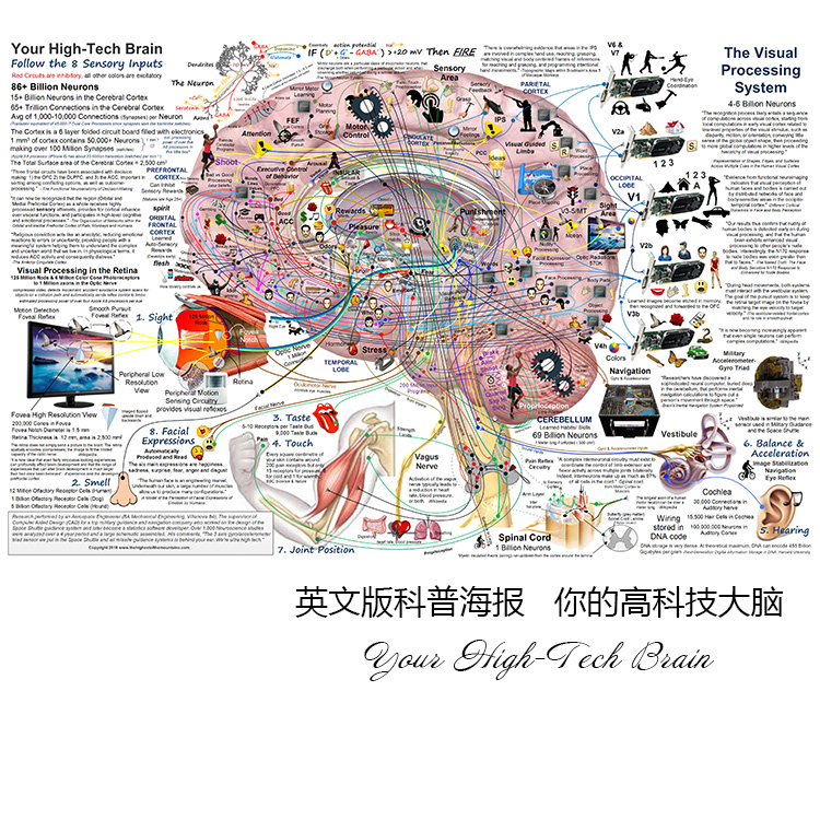 你的高科技大脑 英文版科普海报 医院诊所办公室油画布装饰画芯