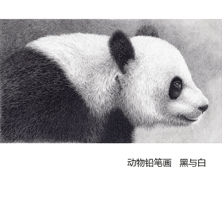 黑与白 大熊猫动物铅笔画 儿童房幼儿园书房现代简约布装饰画芯图片