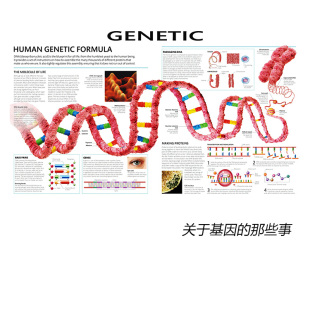 诊所医院装 科普科学海报英文版 饰画芯H 那些事GENETIC 关于基因