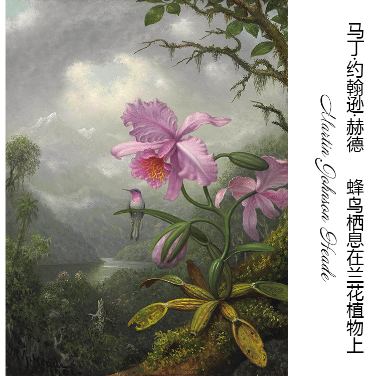 蜂鸟栖息在兰花植物上风景油画