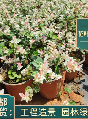 花叶络石盆栽花苗彩叶络石庭院阳台四季好养垂吊藤蔓花卉耐寒耐热