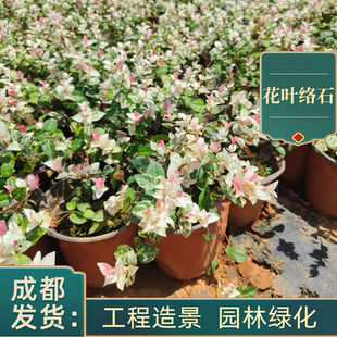 花叶络石盆栽花苗彩叶络石庭院阳台四季好养垂吊藤蔓花卉耐寒耐热