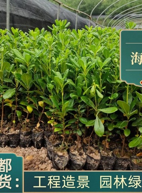 海桐球海桐小苗工程园林苗木绿庭院别墅四季常青驱蚊耐寒耐热植物