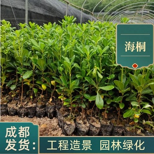 海桐球海桐小苗工程园林苗木绿庭院别墅四季常青驱蚊耐寒耐热植物