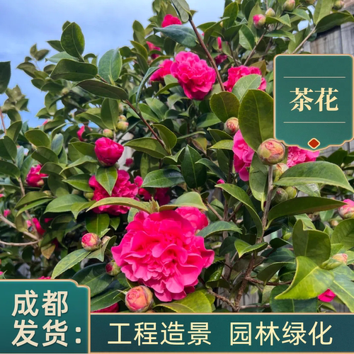 香妃山茶花盆栽五色赤丹花卉植物