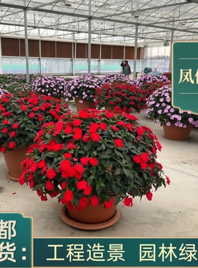 凤仙花盆栽桑倍斯庭院别墅阳台绿化工程苗成都基地花卉植物好养活