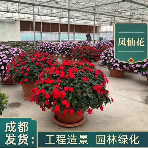 凤仙花盆栽庭院别墅阳台绿化工程