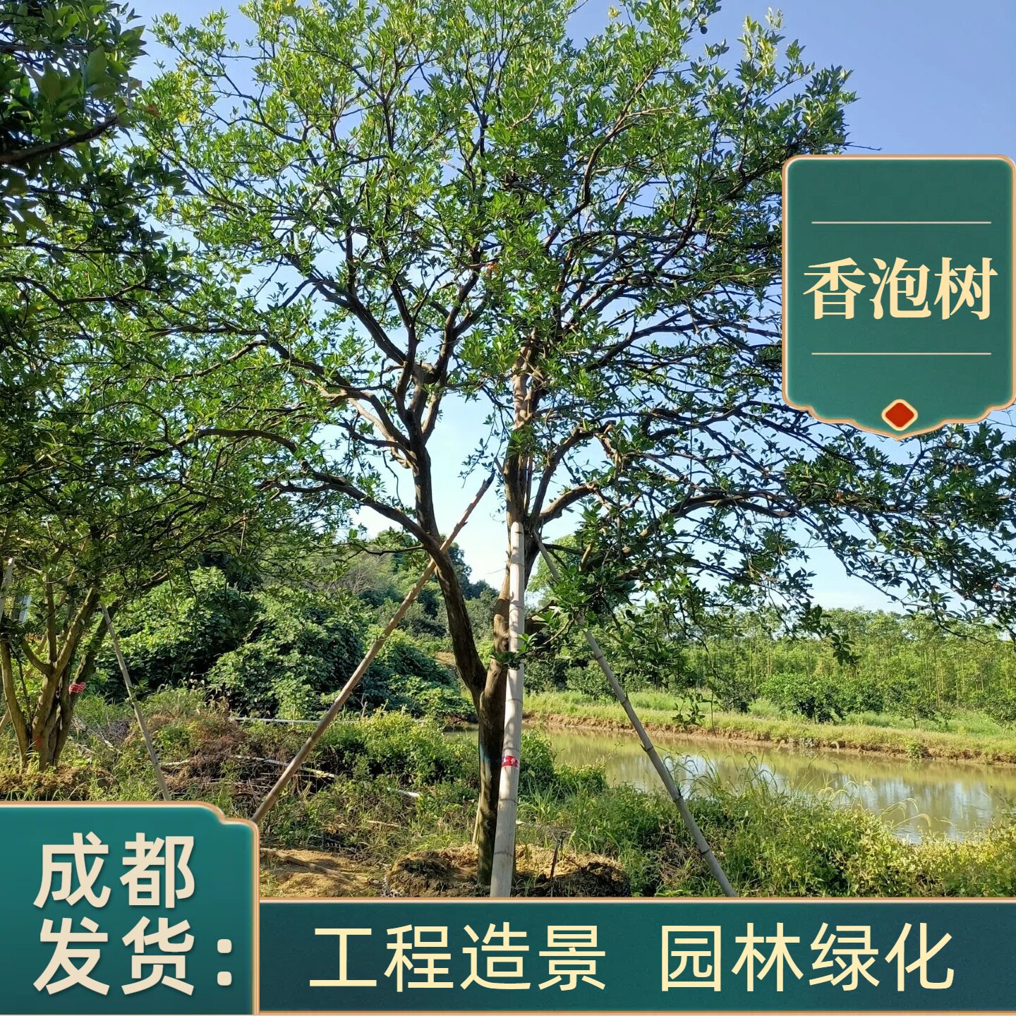 香泡树苗庭院别墅绿化工程苗四季常青耐寒耐旱成都基地绿植香橼树