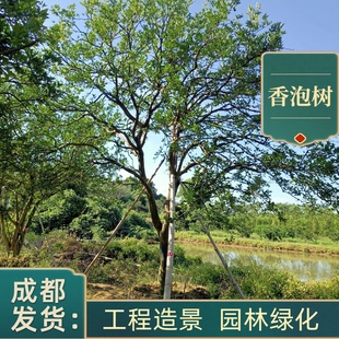香泡树苗庭院别墅绿化工程苗四季常青耐寒耐旱成都基地绿植香橼树