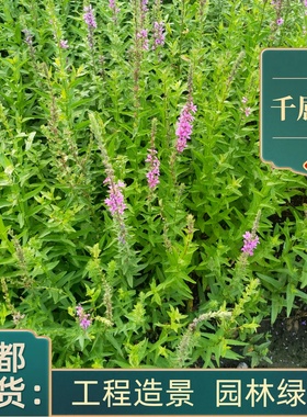 千屈菜盆栽庭院别墅绿化工程苗水生植物耐寒耐旱成都基地花卉植物