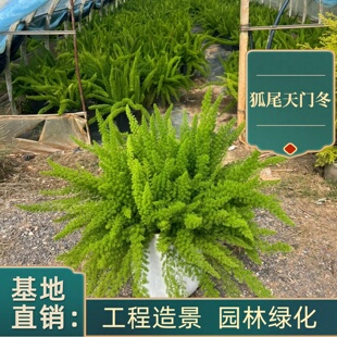 狐尾天门冬盆栽庭院花园花镜阳台绿植四季常青耐热花卉九尾狐易养
