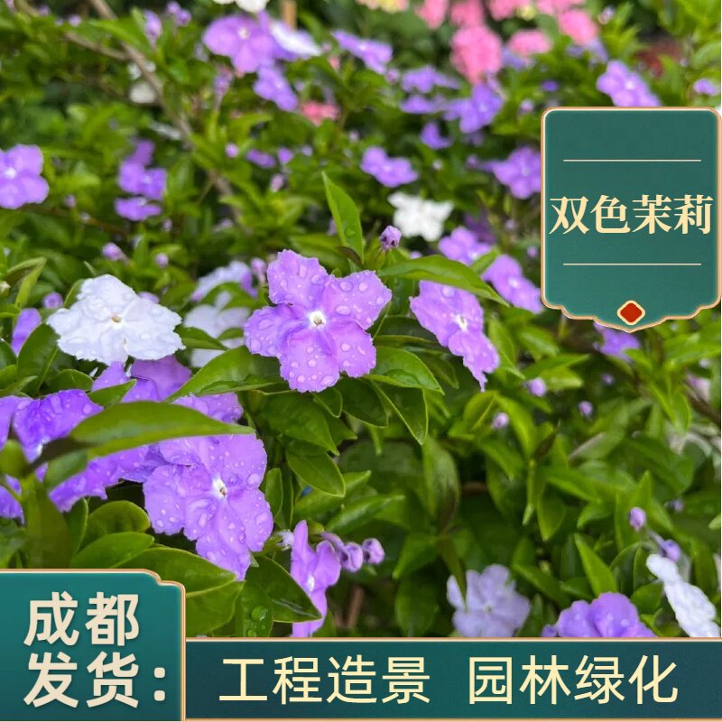 双色茉莉花盆栽苗花浓香型鸳鸯茉莉花苗阳台花卉好养庭院懒人花卉