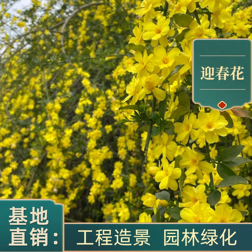 迎春花树苗盆栽庭院别墅爬藤植物