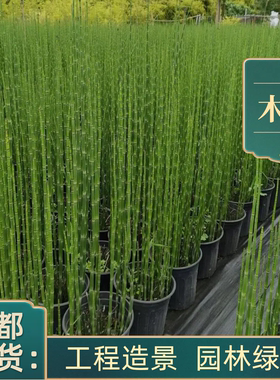 成都基地发货木贼盆栽笔头草四季常青耐寒多年生水景植物净化庭院