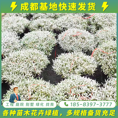 x好养易活芙蓉菊盆栽成都发货