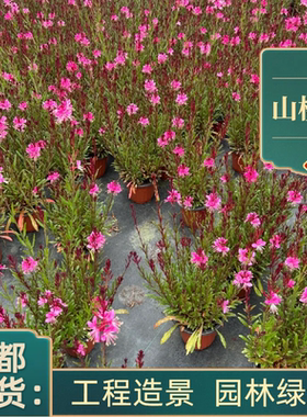 阳台山桃草花千鸟花多年生宿根植物千岛花玉蝶花花境地被花卉庭院