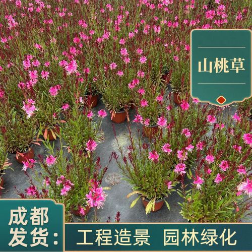 山桃草花千鸟多年生宿根植物庭院